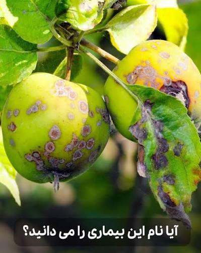 بیماری قارچی اسکب (لکه سیاه سیب)