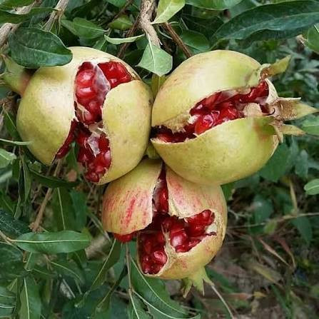 مهمترین دلایل ترک خوردن انار